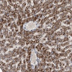 Anti-FARP2 Antibody