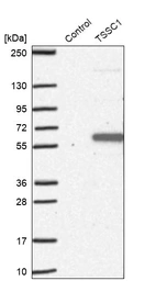 Western blot analysis in control (vector only transfected HEK293T lysate) and TSSC1 over-expression lysate (Co-expressed with a C-terminal myc-DDK tag (~3.1 kDa) in mammalian HEK293T cells, LY418772).