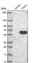 Western blot analysis in control (vector only transfected HEK293T lysate) and TSSC1 over-expression lysate (Co-expressed with a C-terminal myc-DDK tag (~3.1 kDa) in mammalian HEK293T cells, LY418772).