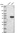 Anti-TSSC1 Antibody