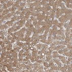 Anti-MDGA1 Antibody