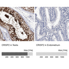 Anti-CRISP2 Antibody