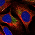 Immunofluorescent staining of human cell line U-2 OS shows localization to cytosol.