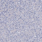 Immunohistochemical staining of human pancreas shows no positivity in exocrine glandular cells as expected.