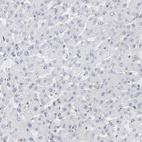 Anti-SDE2 Antibody