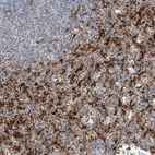 Immunohistochemical staining of human spleen shows high expression.