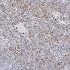 Immunohistochemical staining of human spleen shows high expression.