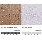 Immunohistochemistry analysis in human cerebral cortex and liver tissues using HPA031262 antibody. Corresponding NECAB1 RNA-seq data are presented for the same tissues.