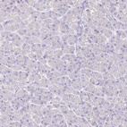 Immunohistochemical staining of human pancreas shows no positivity in exocrine glandular cells as expected.