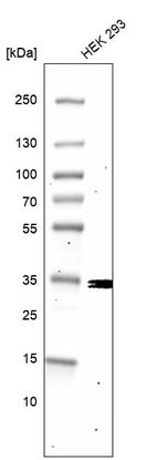 Western blot analysis in human cell line HEK 293.