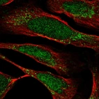Immunofluorescent staining of human cell line U-2 OS shows localization to nucleoplasm & mitochondria.