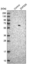 Western blot analysis in control (vector only transfected HEK293T lysate) and ZNF529 over-expression lysate (Co-expressed with a C-terminal myc-DDK tag (~3.1 kDa) in mammalian HEK293T cells, LY412176).