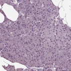Immunohistochemical staining of human pancreas shows low expression as expected.