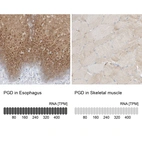 Anti-PGD Antibody