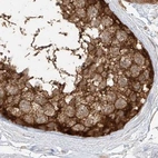 Immunohistochemical staining of human testis using Anti-PGD antibody HPA031315.