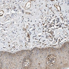 Immunohistochemical staining of human skin shows moderate cytoplasmic positivity in squamous epithelial cells and endothelial cells.
