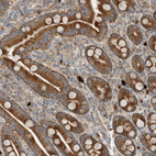 Immunohistochemical staining of human duodenum shows strong cytoplasmic granular positivity in glandular cells.