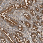 Immunohistochemical staining of human duodenum shows strong cytoplasmic granular positivity in glandular cells.