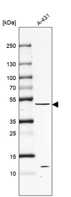 Anti-PTEN Antibody