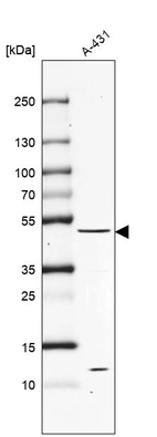 Anti-PTEN Antibody
