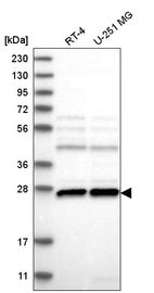 Anti-C1orf216 Antibody