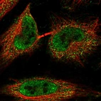 Immunofluorescent staining of human cell line HeLa shows localization to nucleoplasm & cytosol.