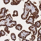 Immunohistochemical staining of human placenta shows strong membranous positivity in trophoblastic cells.