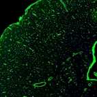 Immunofluorescence staining of mouse brain shows moderate positivity in endothelial cells in the cerebral cortex.
