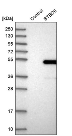 Western blot analysis in control (vector only transfected HEK293T lysate) and BTBD6 over-expression lysate (Co-expressed with a C-terminal myc-DDK tag (~3.1 kDa) in mammalian HEK293T cells, LY409639).