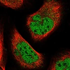Immunofluorescent staining of human cell line U-2 OS shows localization to nucleoplasm.