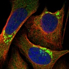 Immunofluorescent staining of human cell line U-2 OS shows localization to the Golgi apparatus.