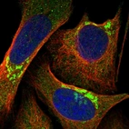 Immunofluorescent staining of human cell line U-2 OS shows localization to the Golgi apparatus.