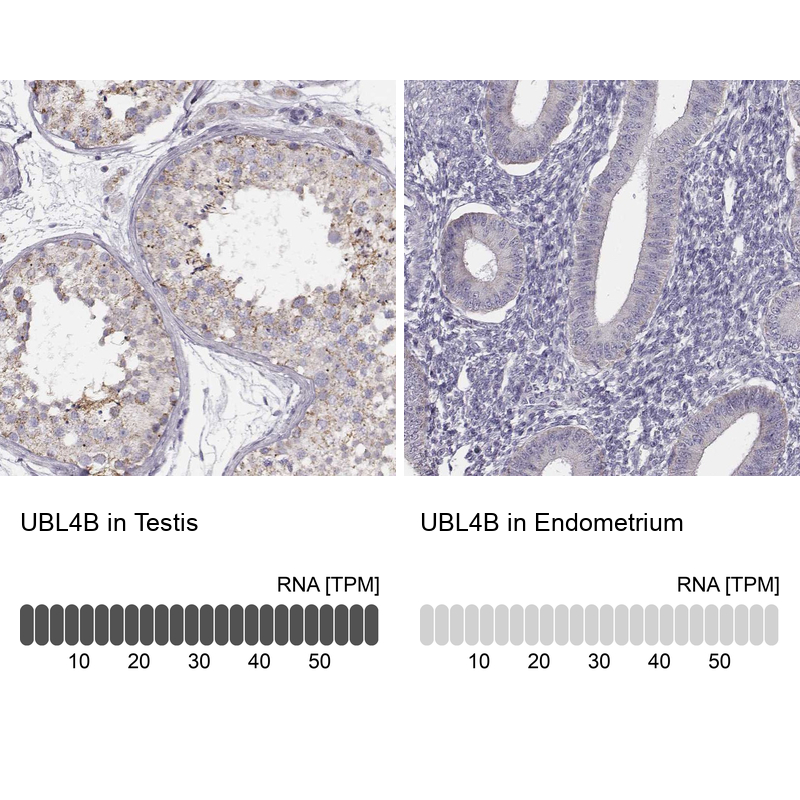 Anti-UBL4B Antibody