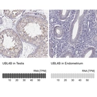 Anti-UBL4B Antibody