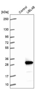 Western blot analysis in control (vector only transfected HEK293T lysate) and UBL4B over-expression lysate (Co-expressed with a C-terminal myc-DDK tag (~3.1 kDa) in mammalian HEK293T cells, LY404349).