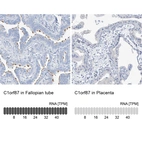 Anti-C1orf87 Antibody