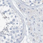Immunohistochemical staining of human testis using Anti-C1orf87 antibody HPA031366.