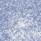 Immunohistochemical staining of human lymph node using Anti-C1orf87 antibody HPA031366.