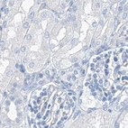 Immunohistochemical staining of human kidney using Anti-C1orf87 antibody HPA031366.