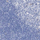 Anti-C1orf87 Antibody