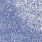 Immunohistochemical staining of human lymph node using Anti-C1orf87 antibody HPA031368.