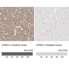 Anti-CPNE5 Antibody