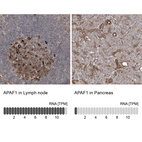 Anti-APAF1 Antibody