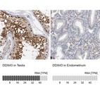 Anti-DDX43 Antibody