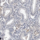 Immunohistochemical staining of human endometrium shows low expression as expected.