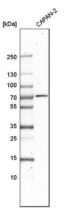 Western blot analysis in human cell line CAPAN-2.