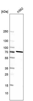 Western blot analysis in human cell line K562.