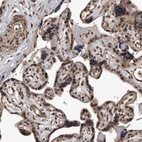 Immunohistochemical staining of human placenta shows moderate to strong nuclear positivity in trophoblastic cells.