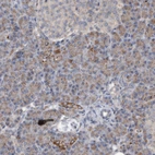 Immunohistochemical staining of human pancreas shows very weak cytoplasmic positivity in exocrine glandular cells.