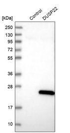 Anti-DUSP22 Antibody